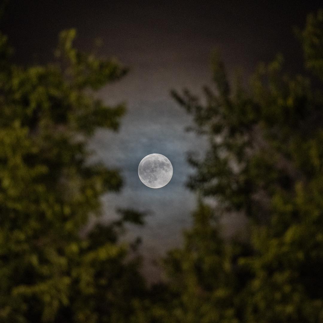 The moon tonight at Creekadega through some trees.